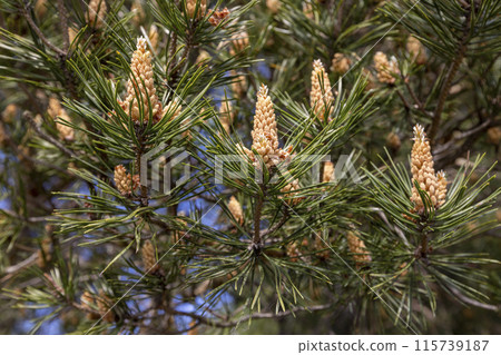 pine details during flowering in windy weather 115739187