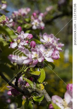 Beautiful pink apple blossoms on a blue sky background Beautiful pink apple blossoms on a blue sky background 115739196