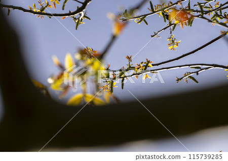flowering walnut trees in the orchard 115739285