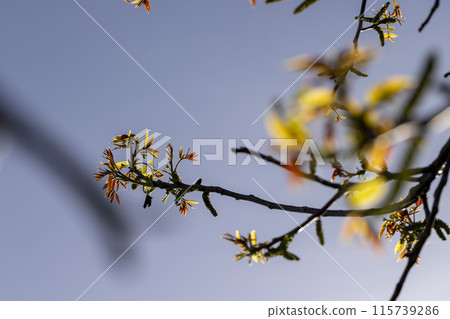 blooming walnut in spring in sunny weather 115739286