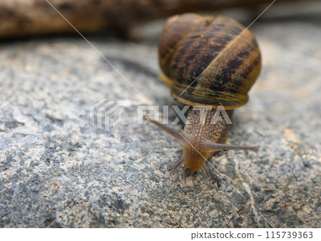 a snail crawling on a coble stone path - macro shot a snail crawling on a coble stone path - macro shot 115739363