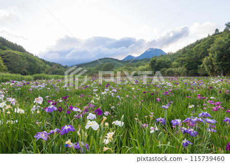 神樂湖菖蒲花園（大分縣別府市） 115739460