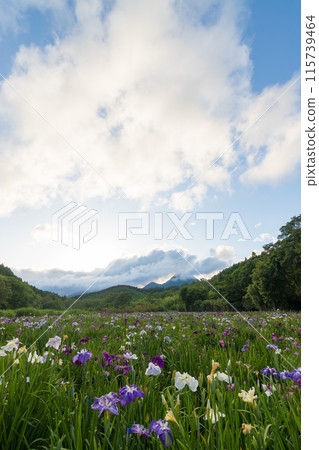 神樂湖菖蒲花園(大分縣別府市) 神樂湖菖蒲花園(大分縣別府市) 115739464