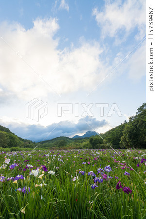 神樂湖菖蒲花園（大分縣別府市） 115739467