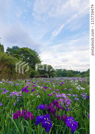神樂湖菖蒲花園(大分縣別府市) 神樂湖菖蒲花園(大分縣別府市) 115739474