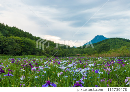 Iris Garden at Lake Kagurame (Beppu City, Oita Prefecture) 115739478