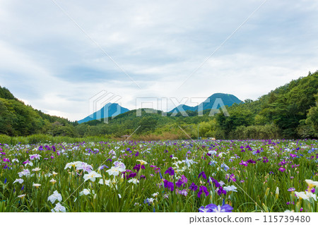 神樂湖菖蒲花園（大分縣別府市） 115739480