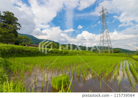 Rice fields next to the shrine (Yufu City, Oita Prefecture) 115739564