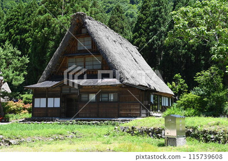 初夏的五箎山菅沼村 115739608