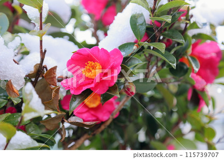 Snowy morning: Camellia flowers 115739707