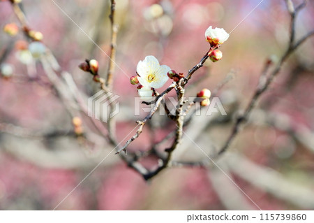Refreshing white plum blossoms 115739860