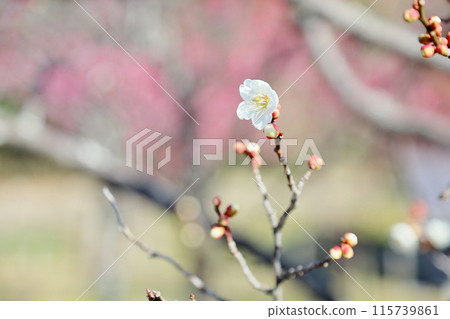 Refreshing white plum blossoms 115739861