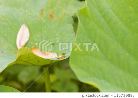蓮花與青蛙（大分縣臼杵市石佛公園） 115739883