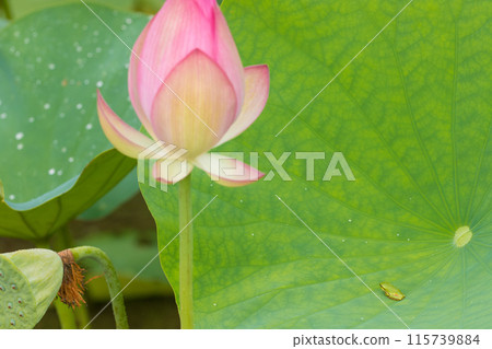 蓮花與青蛙（大分縣臼杵市石佛公園） 115739884