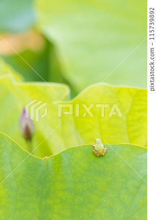 蓮花與青蛙（大分縣臼杵市石佛公園） 115739892