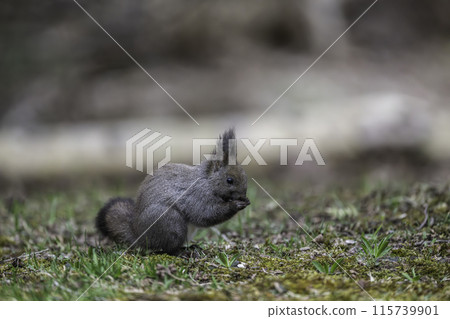 Ezoris 在地上吃堅果 115739901