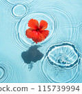 芙蓉花漂浮在夏日色彩的泳池中 115739994