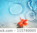 芙蓉花漂浮在夏日色彩的泳池中 115740005