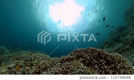 Colorful fish over the coral garden. Tropical underwater world. Colorful fish over the coral garden. Tropical underwater world. 115740046