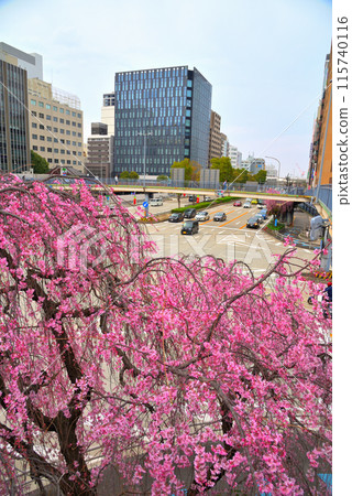 <Aichi Prefecture> Nagoya cityscape: Weeping cherry blossoms blooming at the intersection in front of the Bank of Japan on Sakuradori <Aichi Prefecture> Nagoya cityscape: Weeping cherry blossoms blooming at the intersection in front of the Bank of Japan on Sakuradori 115740116