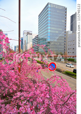 [愛知縣] 名古屋市街景 櫻通日本銀行十字路口盛開的垂枝櫻花 115740122