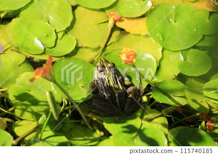 Tonosama 青蛙在早晨的樹葉上休息 115740185