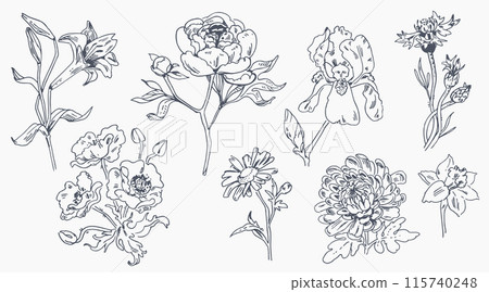 Flowers. Linear drawing. Isolated on white background. Set 115740248
