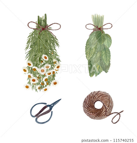 Bunch of lemon balm and chamomile, scissors and jute rope watercolor set isolated on white. Hand drawn art for eco design, cards, packages, herbal teas, stickers, herbalism materials, notebooks Bunch of lemon balm and chamomile, scissors and jute rope watercolor set isolated on white. Hand drawn art for eco design, cards, packages, herbal teas, stickers, herbalism materials, notebooks 115740255