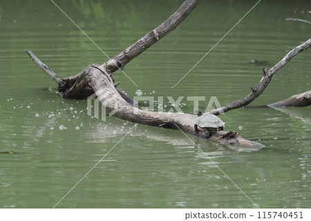 水庫裡的烏龜 115740451