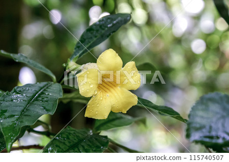 Beautiful yellow flowers of Himeariakekazura [Himeariakekazura] 115740507