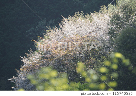 室生湖櫻花盛開 室生湖櫻花盛開 115740585