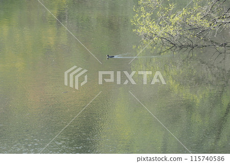 室羅湖水面和野鳥 室羅湖水面和野鳥 115740586