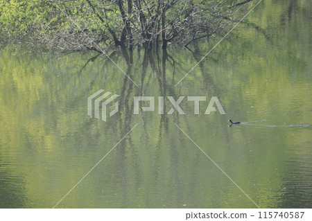 室呂湖與野草的倒影 115740587