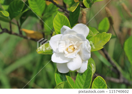 Bright double gardenia flowers Bright double gardenia flowers 115740602