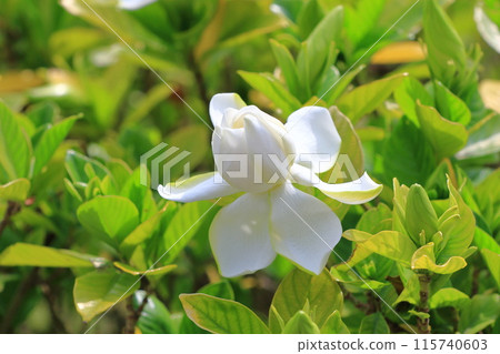 Bright double gardenia flowers 115740603