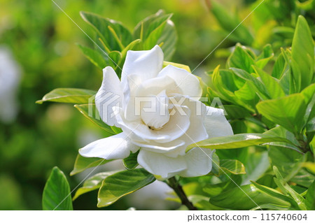 Bright double gardenia flowers Bright double gardenia flowers 115740604
