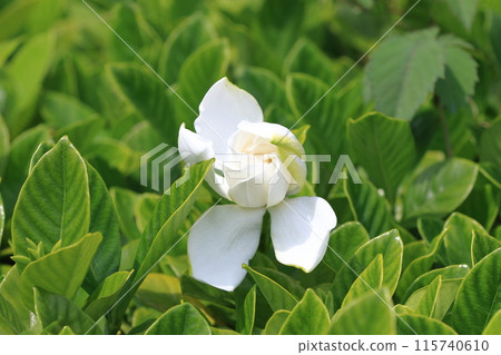 明亮的雙梔子花 明亮的雙梔子花 115740610