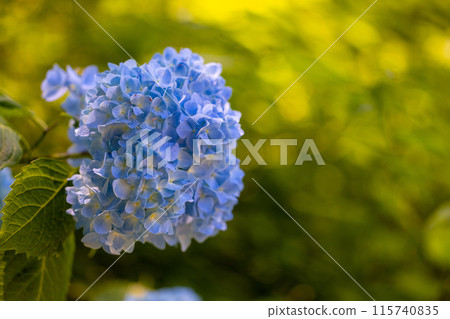 Hydrangeas at Tenjinyama in Ofunato City, Iwate Prefecture 115740835