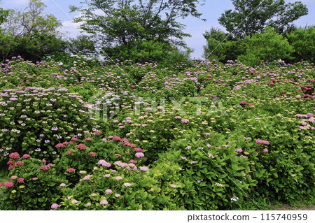 繡球花組 繡球花組 115740959