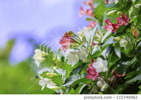 Ugi花 Ugi花 115740962