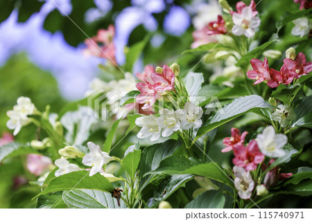 Flower of hakonnettsugi Flower of hakonnettsugi 115740971