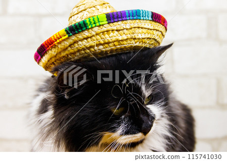 Portrait of beautiful cat wearing sombrero hat 115741030