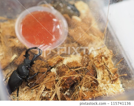 Stag beetle and insect jelly (1 beetle, clear case) 115741136