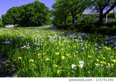 A landscape with blooming irises A landscape with blooming irises 115741166