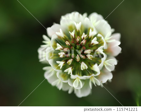 與白三葉草的風景 與白三葉草的風景 115741221