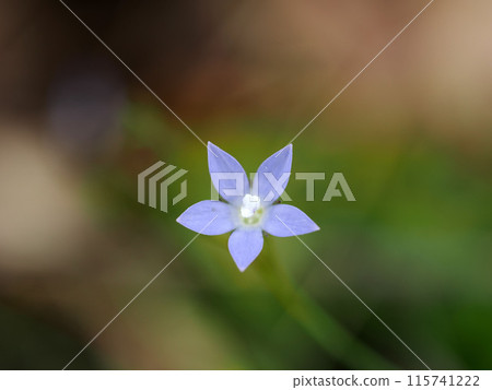 風景與雛菊 風景與雛菊 115741222