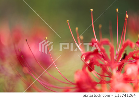 Cluster amaryllis Cluster amaryllis 115741264