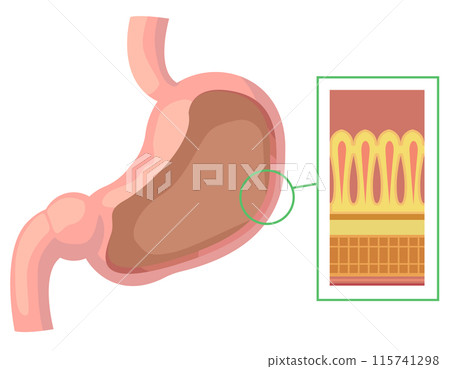 An enlarged illustration of the stomach showing the tissue structure of the stomach wall 115741298