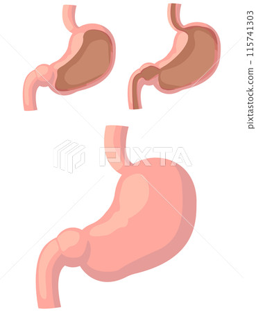 Illustration set showing inside the stomach 115741303