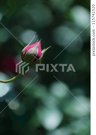 Camellia buds beginning to bloom Camellia buds beginning to bloom 115741520